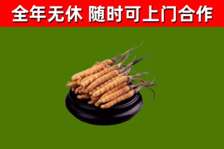 历城区烟酒回收冬虫夏草.jpg